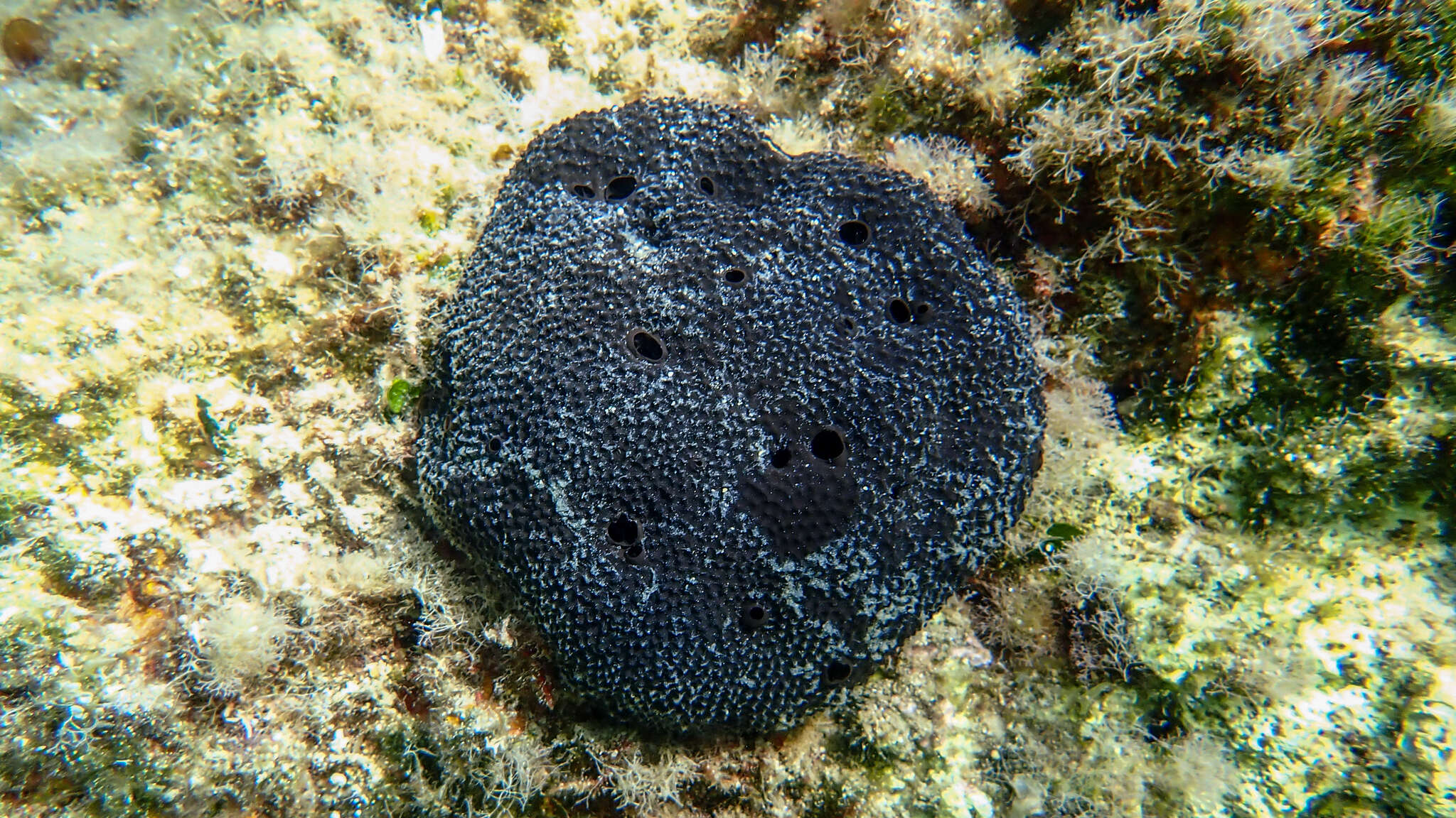 Image of black leather sponge