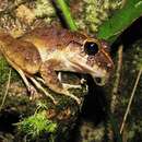 Image of Long-legged Streamfrog