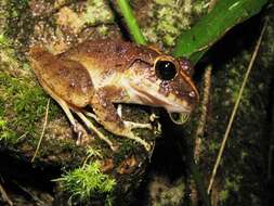 Image of Long-legged Streamfrog