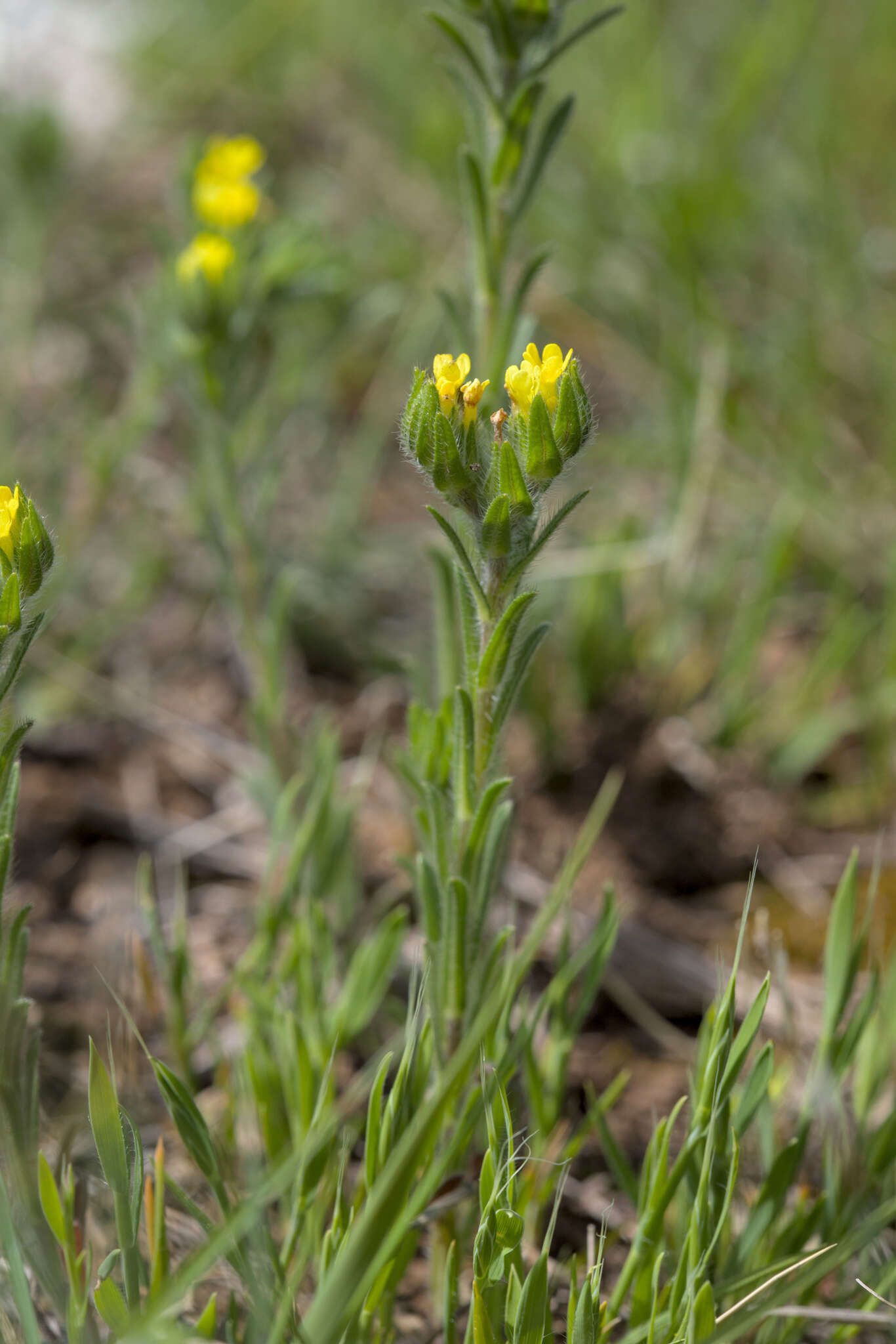 Слика од Neatostema apulum (L.) I. M. Johnst.