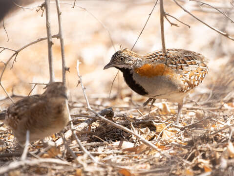 Image of Madagascan Buttonquail