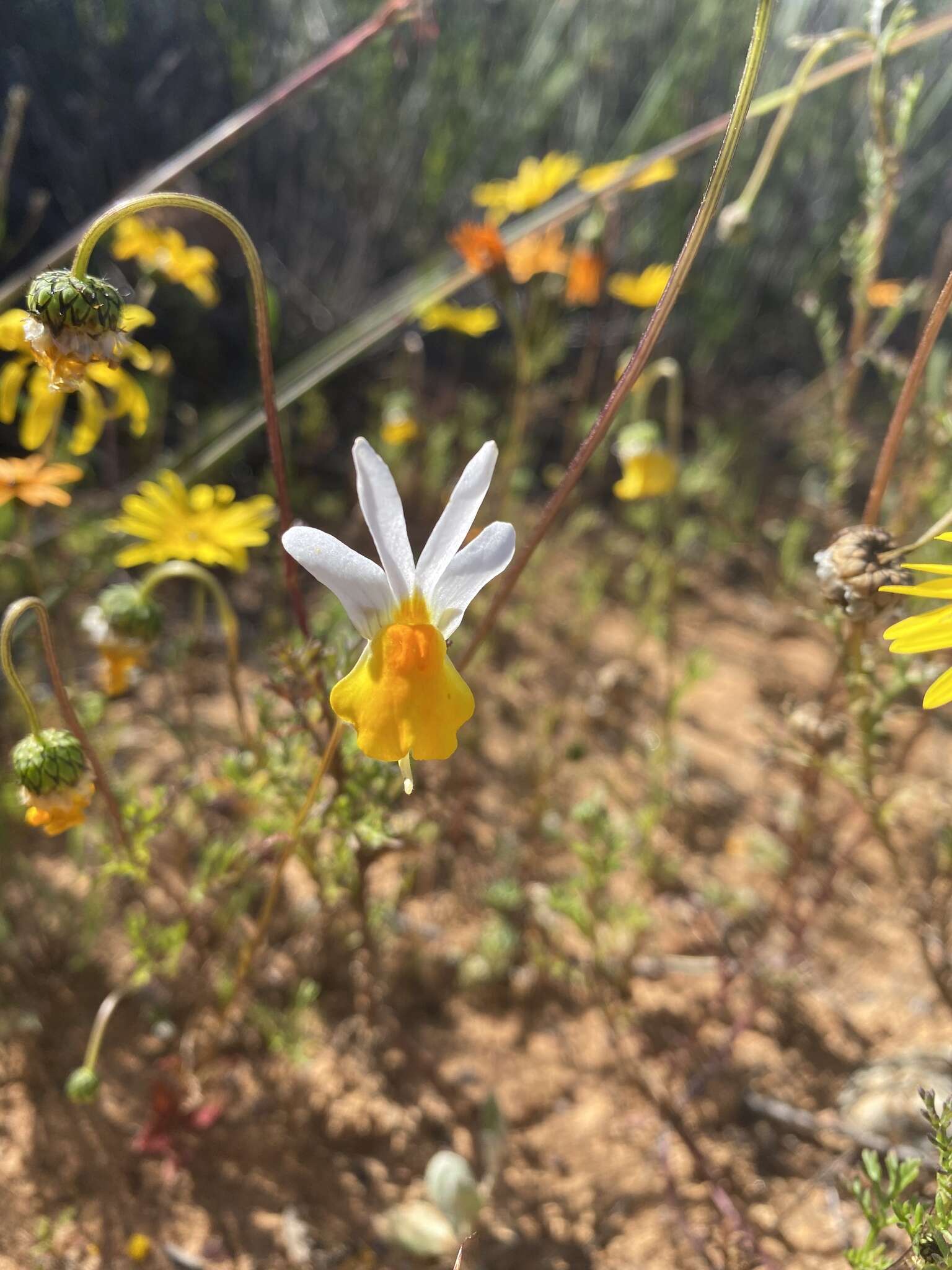 Image de Nemesia macroceras Schltr.