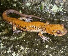 Image of Plethodon petraeus Wynn, Highton & Jacobs 1988