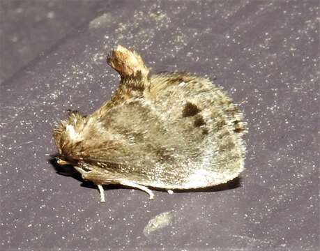 Image of Elegant Tailed Slug Moth