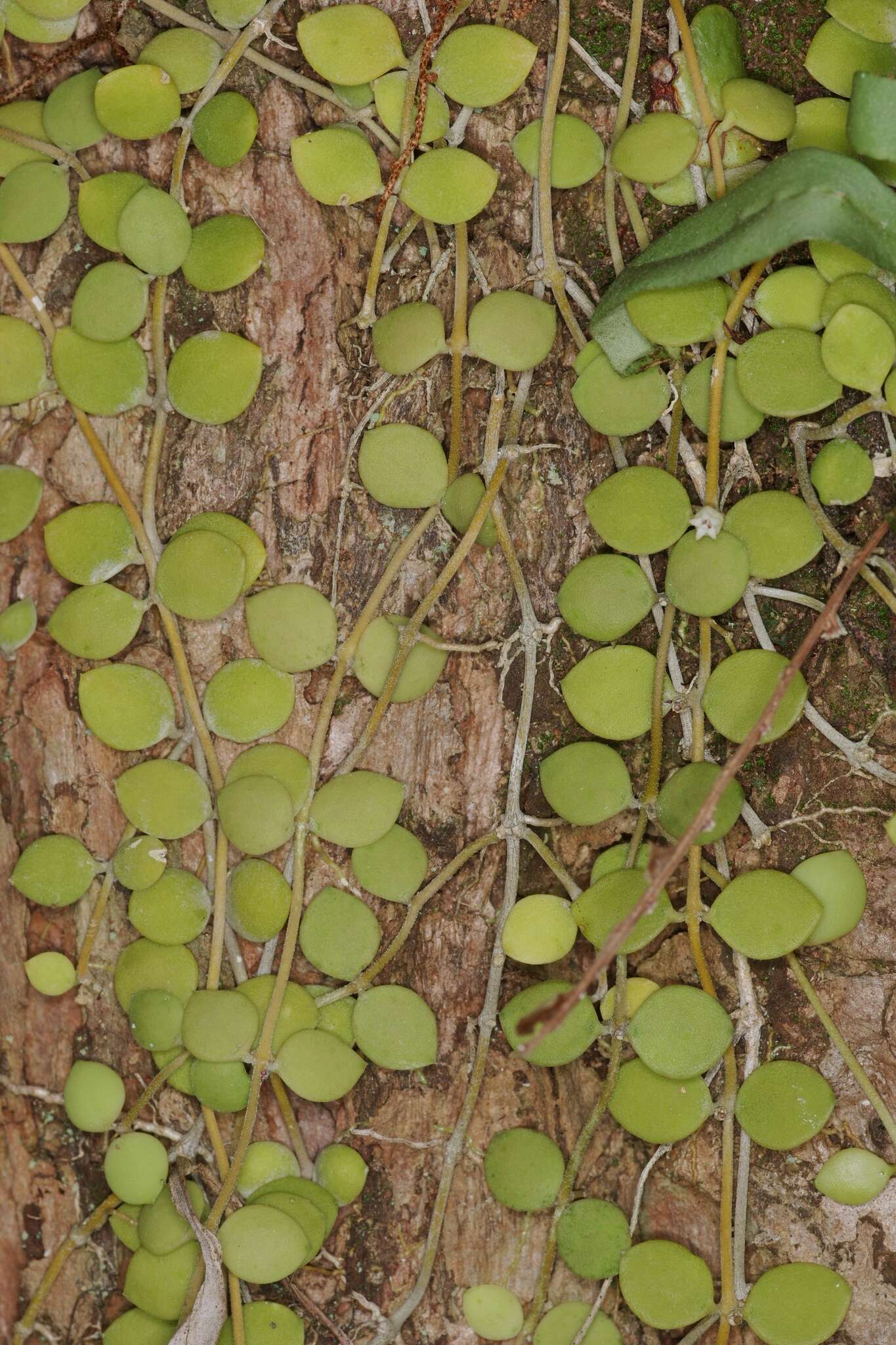 Image of Dischidia nummularia R. Br.