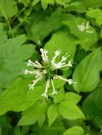 Image of largeflower valerian