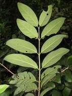 Image of Vangueria randii subsp. chartacea (Robyns) Verdc.