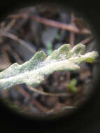 Image of Golovinomyces fischeri (S. Blumer) U. Braun & R. T. A. Cook 2009