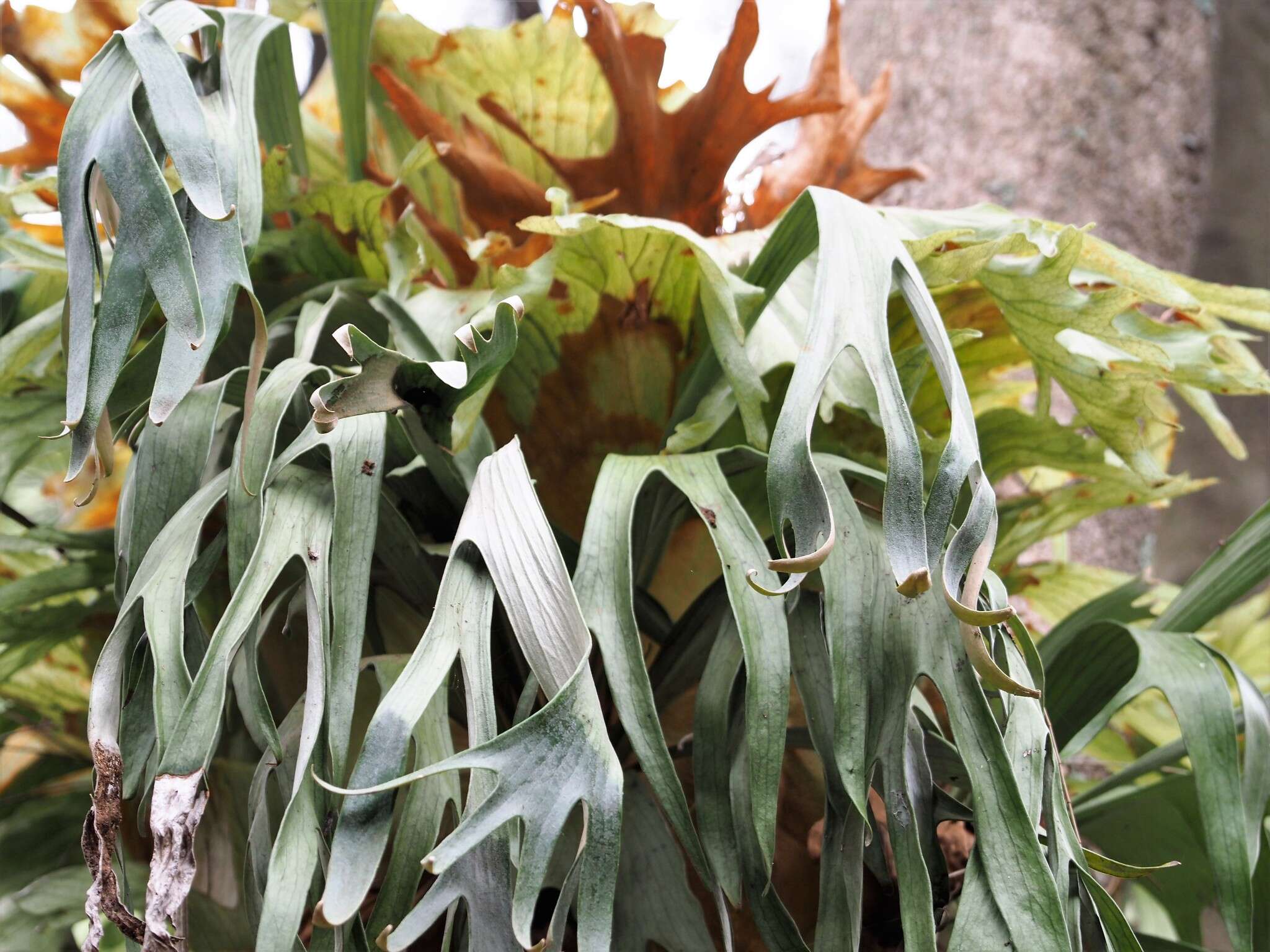 Image of staghorn fern