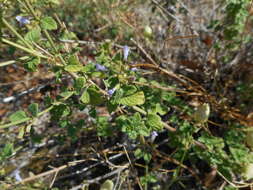 Image of Lesser calamint