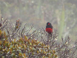 صورة Anisognathus igniventris (d'Orbigny & Lafresnaye 1837)