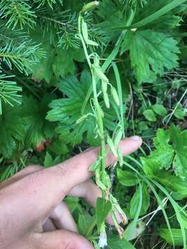 Image of arrowleaf rattlesnakeroot