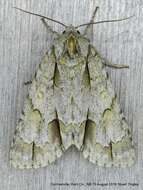 Image of Ochre Dagger Moth