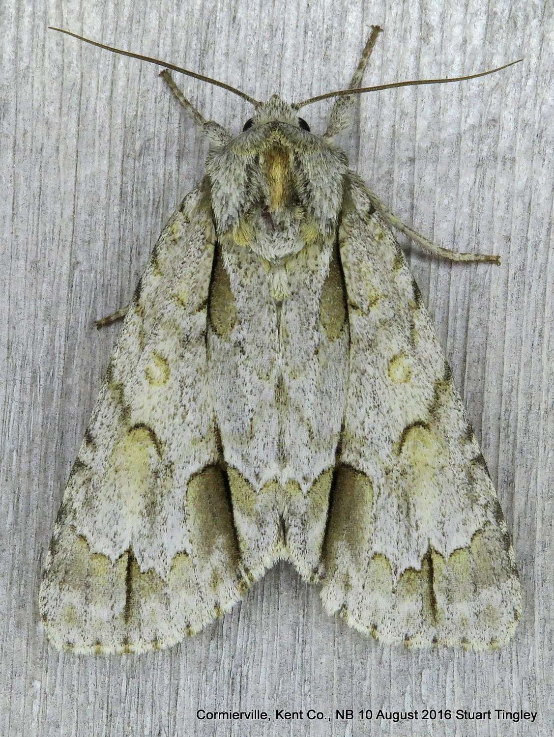 Image of Ochre Dagger Moth