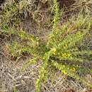 صورة Crotalaria eremicola Baker fil.