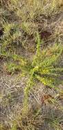 Image of Crotalaria eremicola Baker fil.