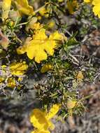 Hibbertia lepidocalyx subsp. tuberculata J. R. Wheeler resmi