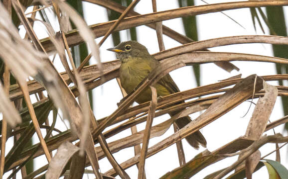 Image of Little Grey Greenbul