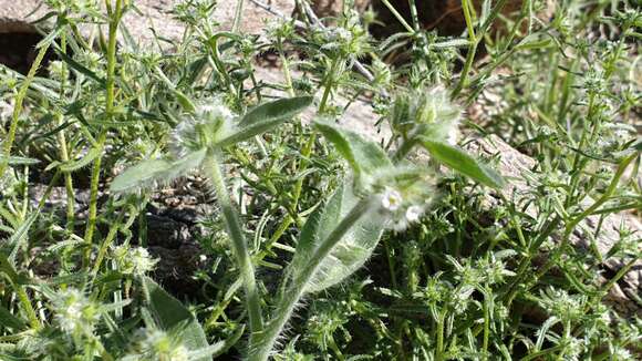 Simpsonanthus jonesii (A. Gray) Guilliams, Hasenstab & B. G. Baldwin的圖片