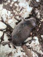 Image of pygmy shrew, lesser shrew