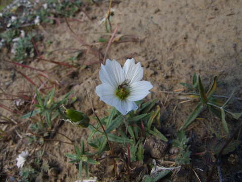 صورة Cerastium maximum L.