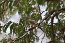 Image of Large Grey Babbler