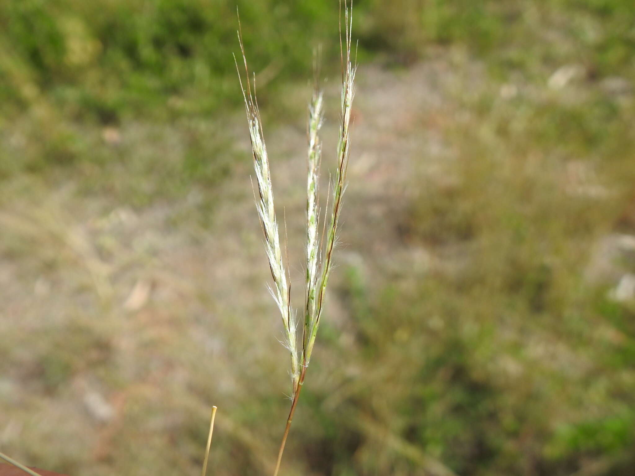 صورة Bothriochloa decipiens (Hack.) C. E. Hubb.