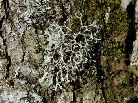 Image of Appalachian shield lichen