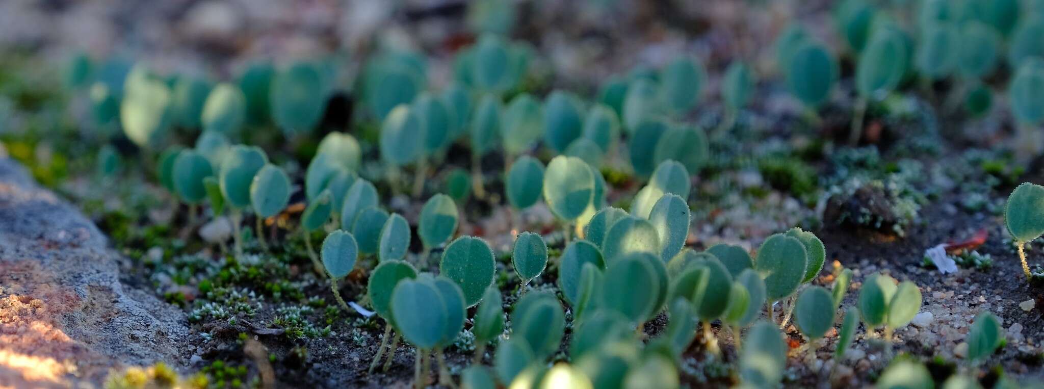 Image of Oxalis monophylla var. minor T. M. Salter