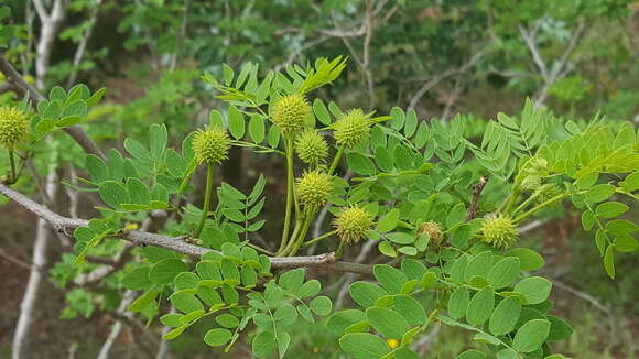 Sivun Leucaena retusa Benth. kuva