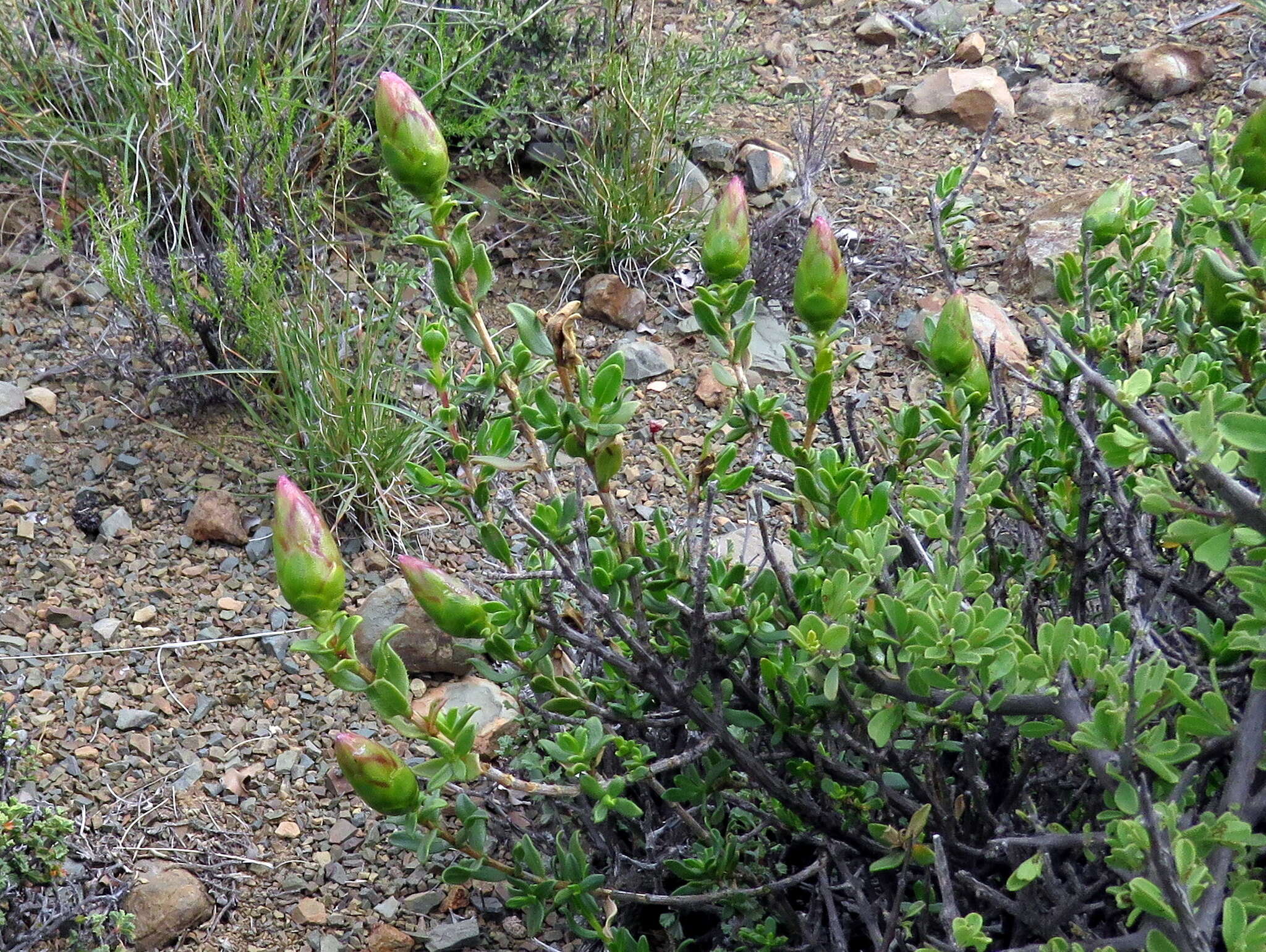 Image of Pteronia adenocarpa Harv.