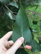 Image of Eucalyptus amplifolia subsp. amplifolia