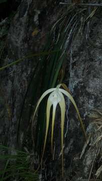 Image of Brassavola appendiculata A. Rich. & Galeotti