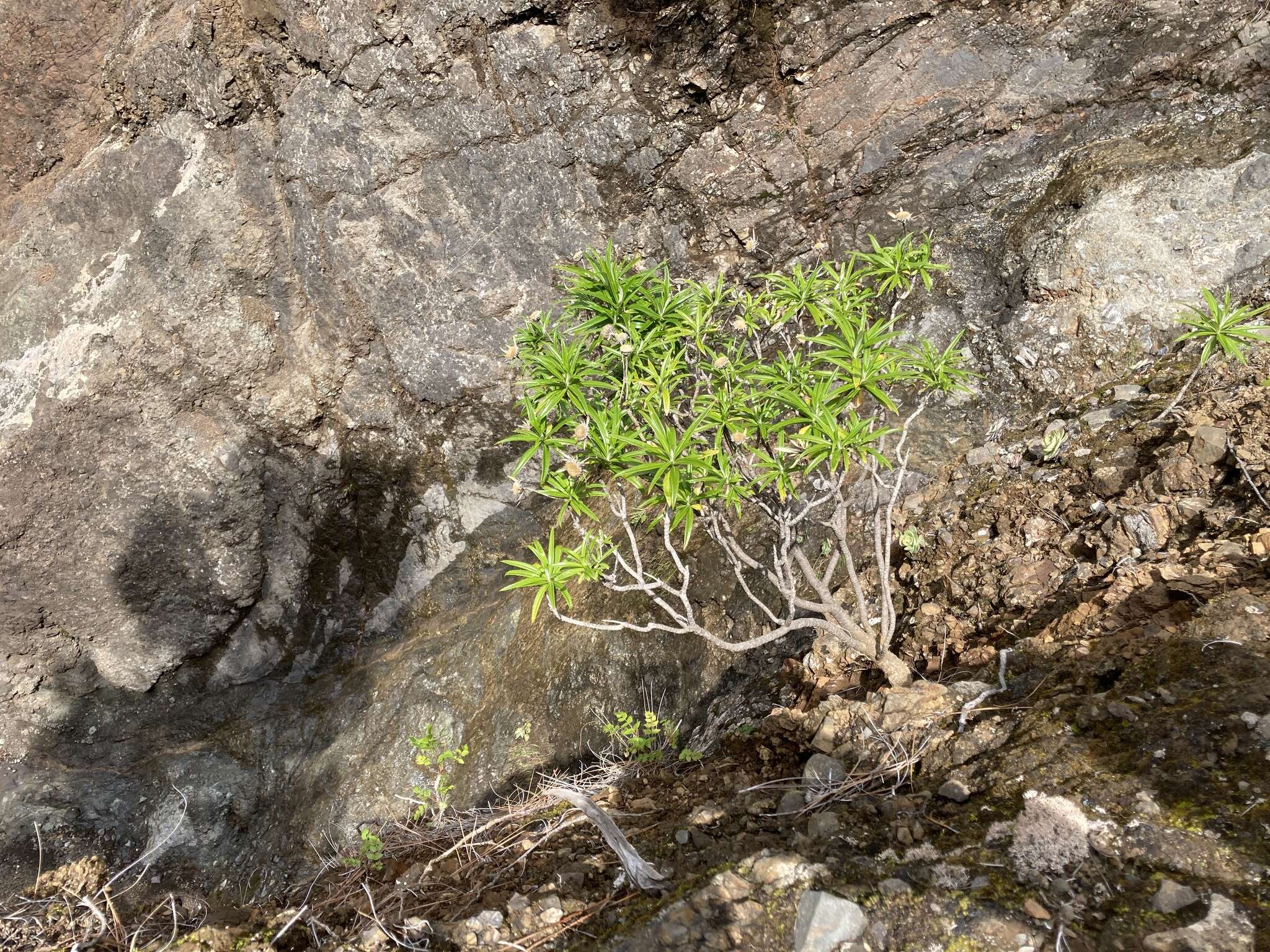 صورة Carlina falcata Svent.