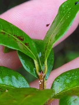 Image de Guettarda odorata (Jacq.) Lam.