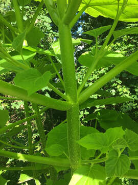 Image of Paulownia tomentosa (Thunb.) Steud.