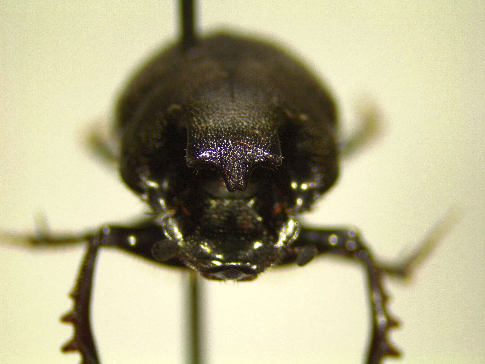 Image of Onthophagus hecate blatchleyi Brown 1929