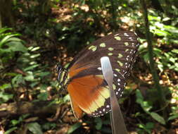 Imagem de Tithorea tarricina hecalesina Felder & Felder 1865