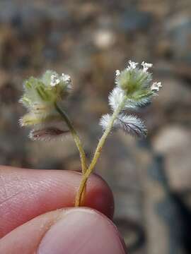 Image of Sacramento cryptantha