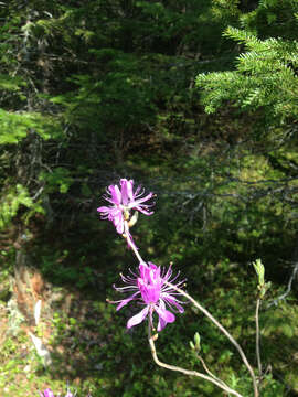 Слика од Rhododendron canadense (L.) Britton, Stern & Pogg.