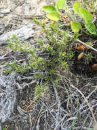 Image of Phlox caespitosa subsp. caespitosa