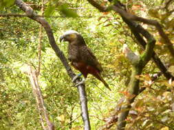 Image of south island kaka