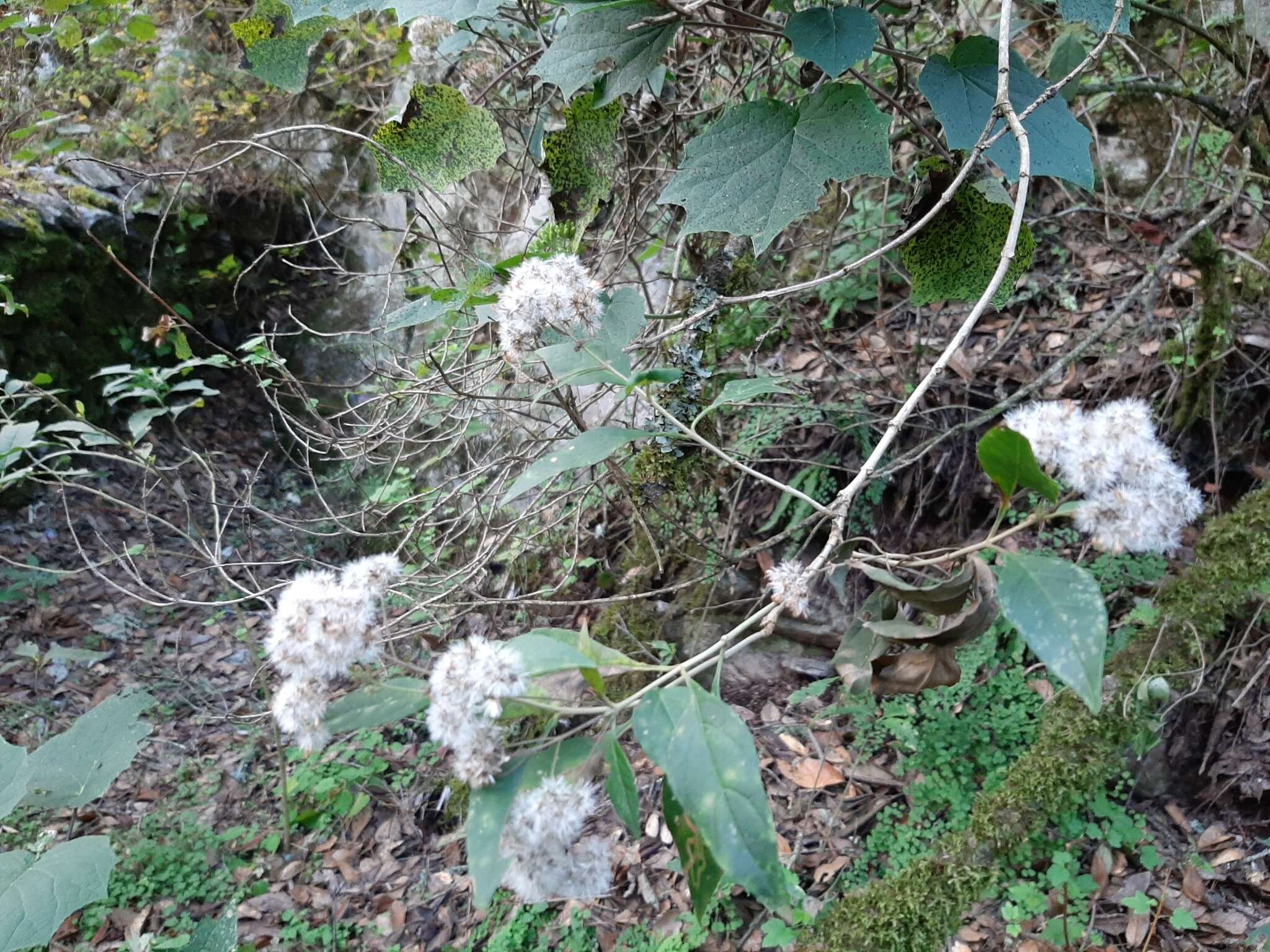 Ageratina eleazarii Rzed. resmi