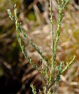 Image of Pentzia trifida Schltr. ex Magee & J. C. Manning