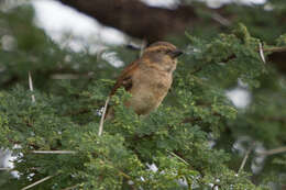 Image of Kenya Rufous-Sparrow