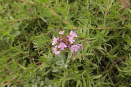 صورة Thymus callieri Borbás ex Velen.