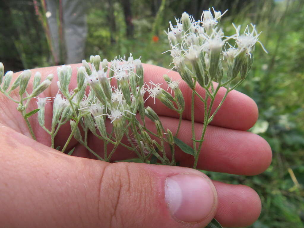 Image of tall thoroughwort