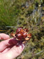 Image de Protea witzenbergiana Phillips