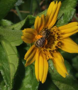 Image of Halictus lucidipennis Smith 1853