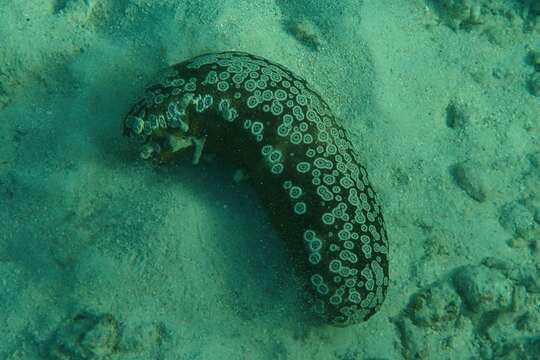 Image of Leopardfish